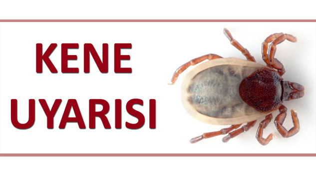 ilçede kene uyarısı!