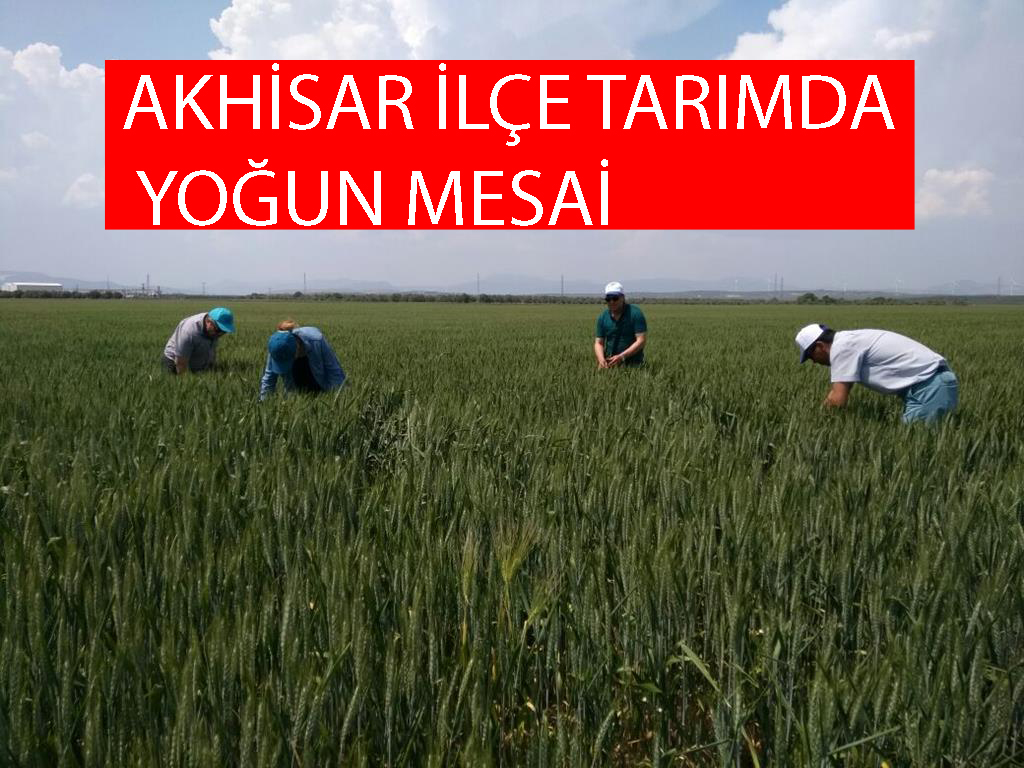 AKHİSAR İLÇE TARIMDA YOĞUN MESAİ