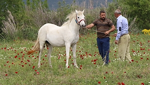 Akhisar'da ilk kez At Panayırı düzenleniyor