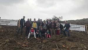 GÜNEY VE YÖNETİMİ 70 AĞAÇ FISTIK ÇAMI DİKTİ