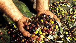 Zeytin üreticisi umduğunu bulamadı