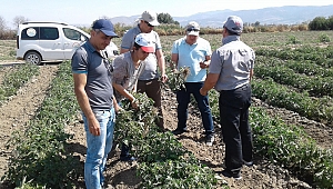İlçe Tarımdan Sebze Üreticilerine Uyarı!