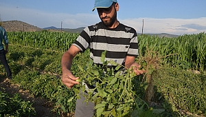 ÇÖZÜMÜ OLMAYAN HASTALIK DOMATES ÜRETİCİSİNİ PERİŞAN ETTİ