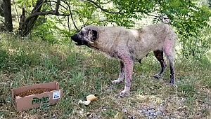 Manisa'da 'sokak hayvanları ölüme terk ediliyor' iddiası