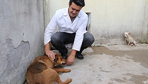 Şiddet Gören Dostlarımız Emin Ellerde