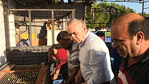 BAKIRLIOĞLU ZEYTİN ÜRETİCİSİ İFLASIN EŞİĞİNDE...