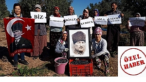 CUMHURİYET COŞKUSU ZEYTİN TARLASINDA