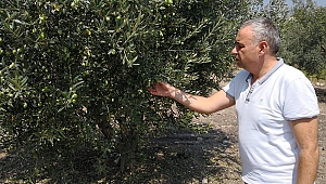 BAKIRLIOĞLU SURİYE'DEN GETİRİLEN ZEYTİNYAĞI, FİYATLARI DÜŞÜRDÜ