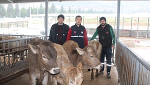 GENÇ ÇİFTÇİLERE PROJE KAPSAMINDA BÜYÜKBAŞ HAYVAN TESLİMİ YAPILDI.