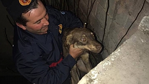 İtfaiye Çukura Düşen Köpek İçin Seferber Oldu