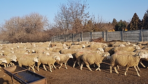 HALK EĞİTİMİ MERKEZİ MÜDÜRLÜĞÜ ARI YETİŞTİRİCİLİĞİ-SÜT SIĞIRI YETİŞTİRİCİLİĞİ-KOYUN YETİŞTİRİCİLİĞİ KURSLARI AÇILACAKTIR