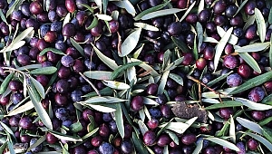 AKHİSARLI ZEYTİNCİLERE MÜJDE