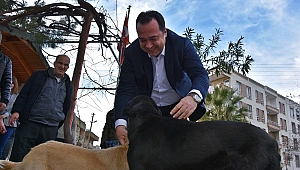 Başkan Dutlulu, sokak hayvanları için düğmeye bastı