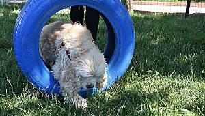 Akhisar'da bir ilk; Köpek Parkı