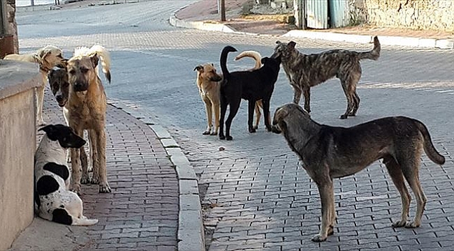 Akhisar Belediyesi Basibos Sokak Hayvanlari Icin Toplandi Gundem