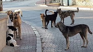 Akhisar Belediyesi, başıboş sokak hayvanları için toplandı