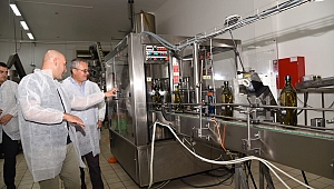 Vali Ahmet Deniz, Akhisar da Zeytinyağı Fabrikasında İncelemelerde Bulundu