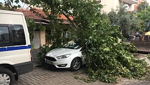 AKHİSAR’DA FIRTINA AĞAÇLARI DEVİRDİ