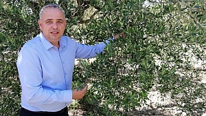 Bakırlıoğlu; Zeytin üreticisinin kredi borçları ertelensin!