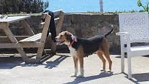 Denizde boğulan öğretmenin köpeği sahilden ayrılmıyor