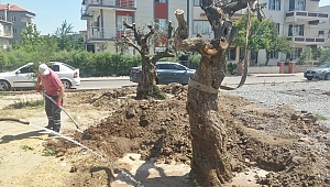 Asırlık zeytin ağaçları yeni yerlerine taşındı