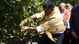 Tarım ve Orman Bakanı Bekir Pakdemirli Üzüm Hasat Etti