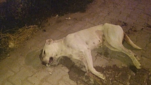Akhisar'da Sütten kesilmemiş köpeği yavrularıyla birlikte zehirlediler