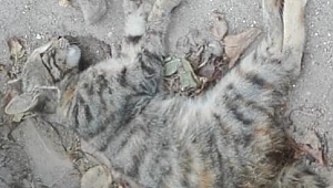 AKHİSAR'DA YİNE AYNI MAHALLE'DE KEDİLERİ ZEHİRLEDİLER