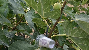 İNCİR AĞACINA BIRAKILAN PARA VE NOT DUYGULANDIRDI
