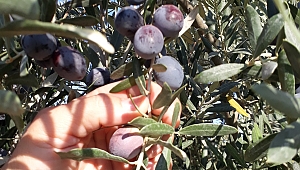 ZEYTİN HASAT ŞENLİĞİNDE STANTLAR KİRAYA VERİLECEKTİR