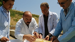 Barajlara 1 milyon 450 bin yavru balık