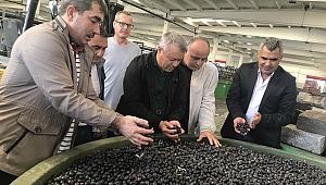 İlçe Tarım Müdürü Kılıç’ dan Zeytin İşletmelerine Ziyaret