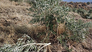 600’e yakın zeytin ağacını baltayla parçaladılar!