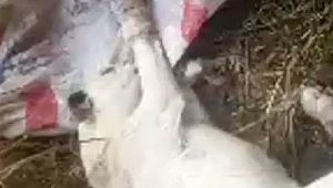 ÇUVALLARA KONMUŞ HALDE BULUNAN KÖPEKLER TEDAVİ ALTINA ALINDI