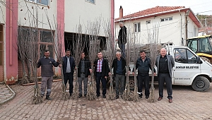 Akhisar’da artık ‘Kiraz’ da yetişecek