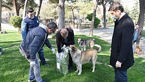 Büyükşehir Sokak Hayvanlarını Unutmuyor