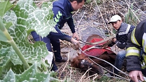 Sulama Kanalına Düşen Atı, İtfaiye Boğulmaktan Kurtardı