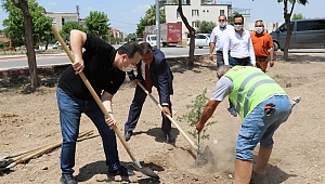 Akhisar’da 1000 fidan toprakla buluştu