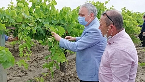BAKIRLIOĞLU BAĞLARDA İNCELEMELERDE BULUNDU