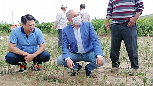 BAKIRLIOĞLU DOLUNUN VURDUĞU BAĞLARI İNCELEDİ ÜRÜNLERİ ZARAR GÖREN ÇİFTÇİLERLE GÖRÜŞTÜ