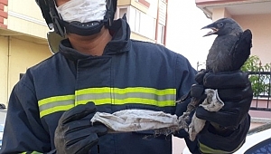Doğaya Gelişigüzel Atılan Maske Bir Canın Sonu Oluyordu!