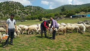 Küçükbaş Hayvanlarda Küpeleme Çalışmaları Hızlandı