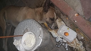 Vicdansızlar! Sokak köpeğini fare zehiriyle öldürdü