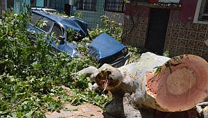 650 YILLIK ÇINAR AĞACININ, 1,5 METRE ÇAPINDAKİ DALI KIRILDI 3 ARAÇ PERT OLDU