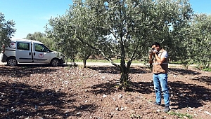 Dane ZeytinDesteği Ödemeleri Bugün Başlıyor