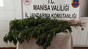 Jandarma ekili vaziyette 175 kök Hint keneviri yakaladı