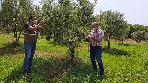 AKHİSAR İLÇE TARIM MÜDÜRLÜĞÜ’ NDEN ZEYTİN KABUKLU BİTİ UYARISI