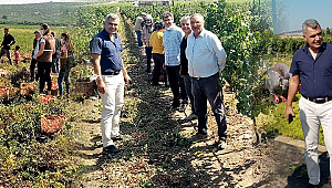 BAĞLARDA VE DOMATESDE HASAT ZAMANI