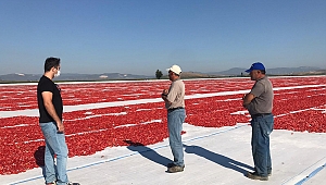 Domates Üreticileri Verimden veFiyatlardan Dolayı Mağdur
