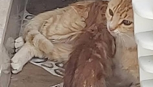 AKHİSAR'DA ANNE KEDİNİN YARDIMINA YAKAMOZ SİTE SAKİNLERİ YETİŞTİ